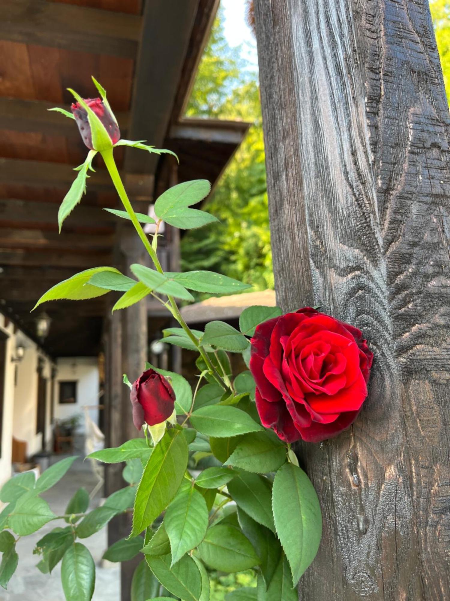 Verta House Trjavna Exteriér fotografie